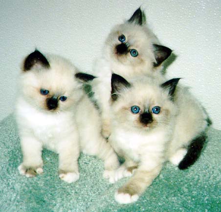 noekula-kittens.jpg