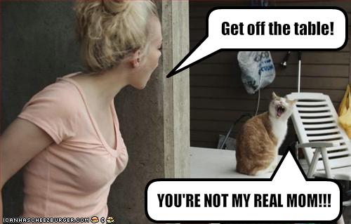 funny-pictures-cat-and-human-argue